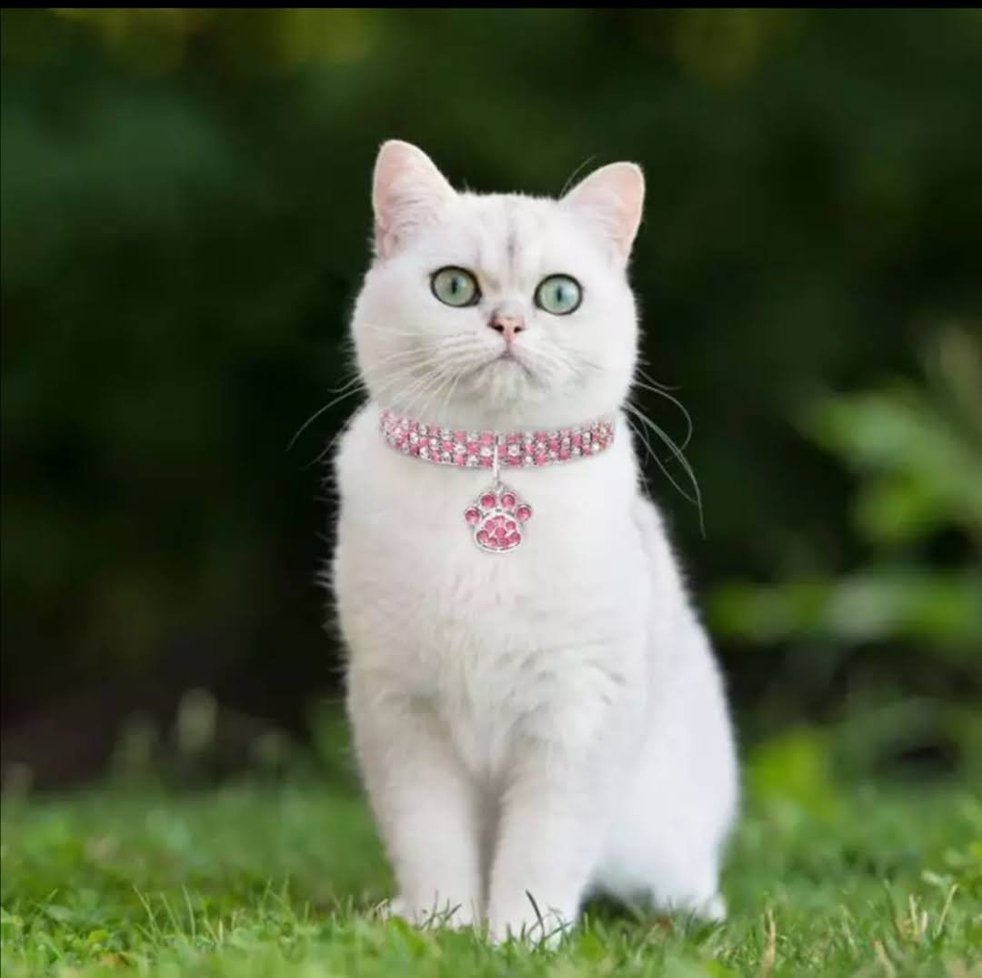 Obojek vykládaný kamínky