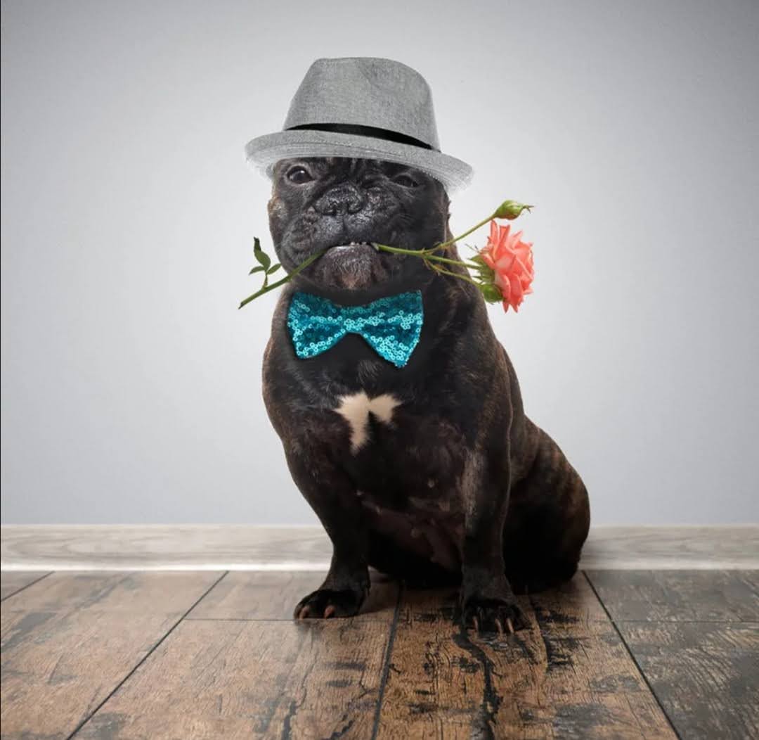 Slavnostní motýlek pro psy a kočky