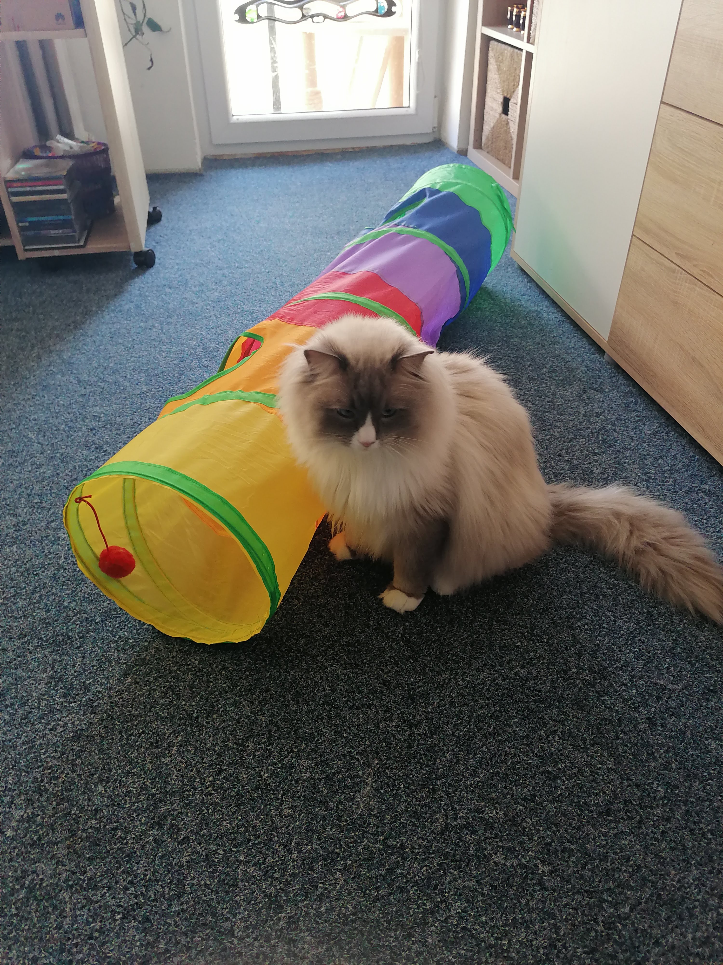 XXL tunel pro kočky