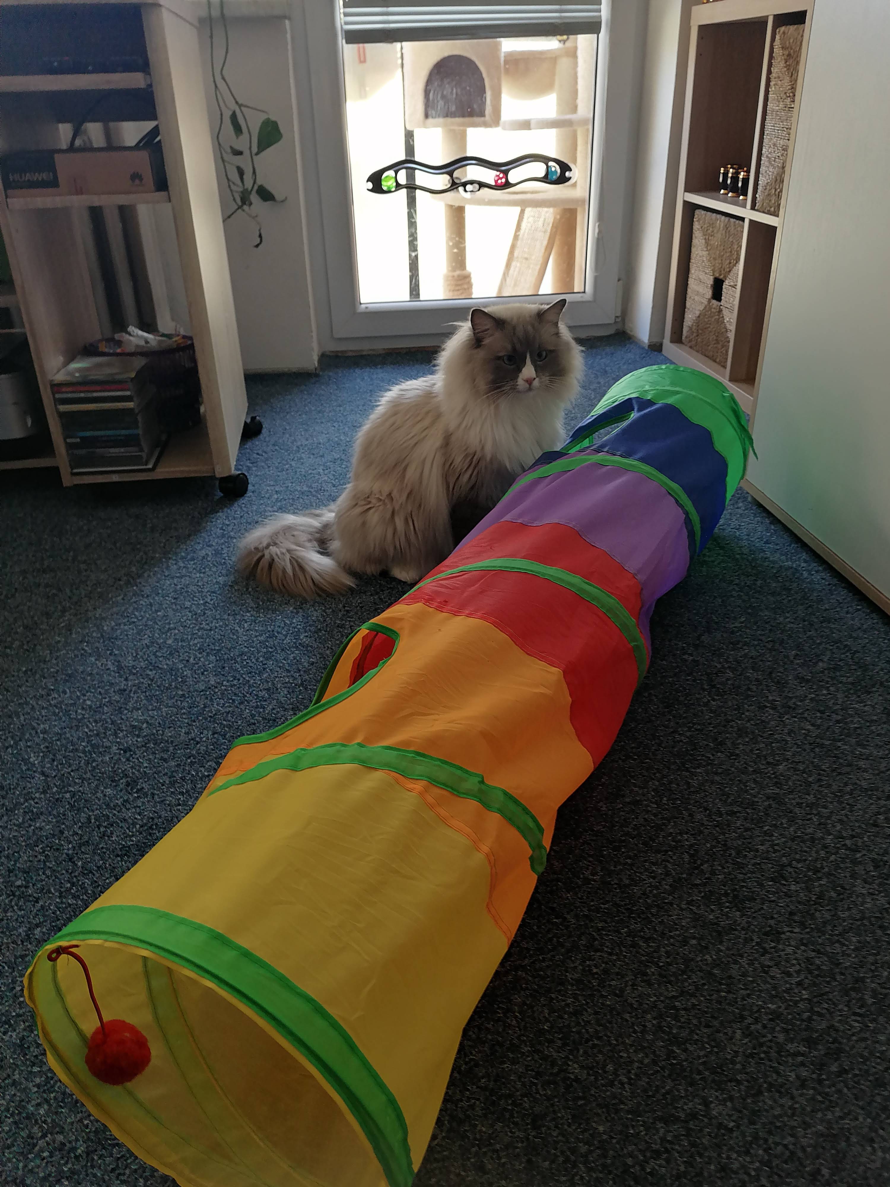 XXL tunel pro kočky