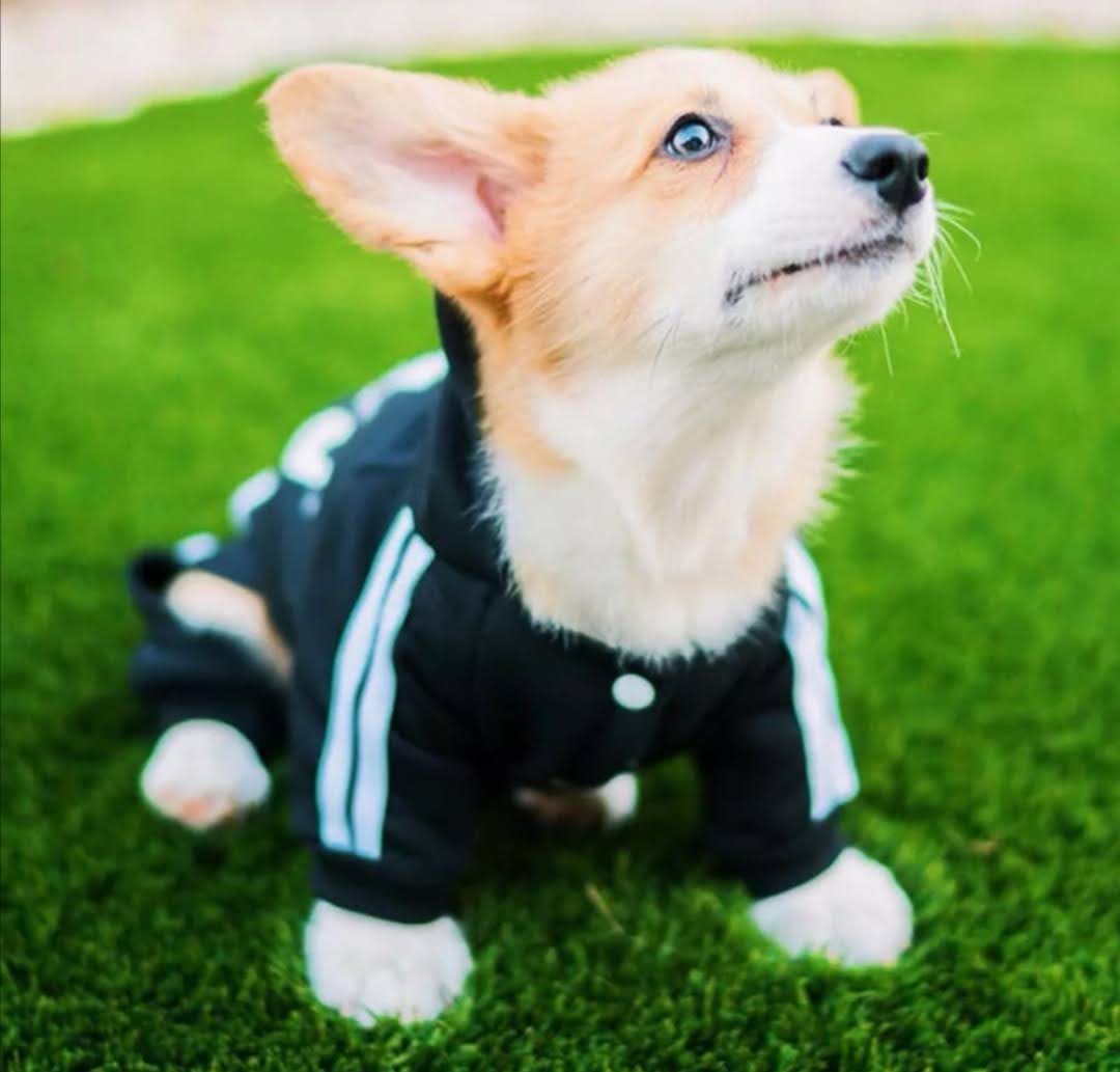 Souprava Adidog pro pejsky